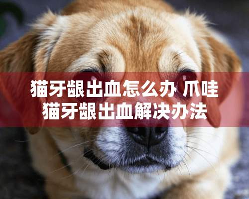 猫牙龈出血怎么办 爪哇猫牙龈出血解决办法