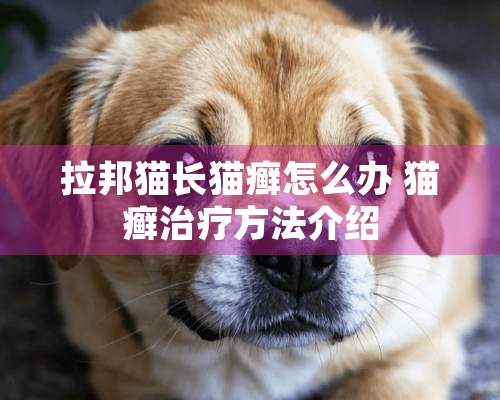 拉邦猫长猫癣怎么办 猫癣治疗方法介绍