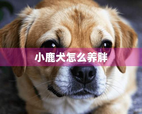 小鹿犬怎么养胖