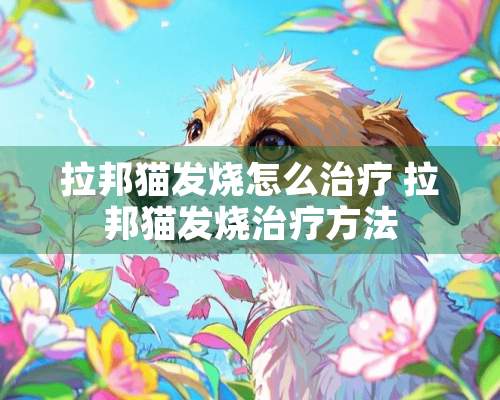 拉邦猫发烧怎么治疗 拉邦猫发烧治疗方法