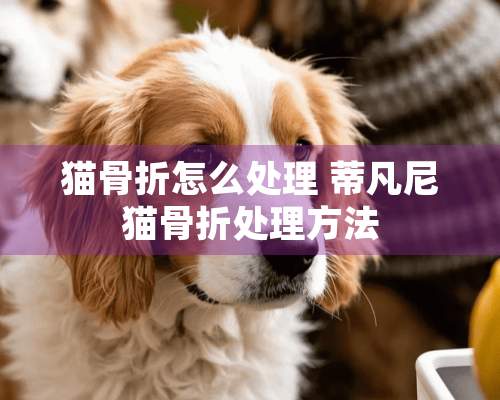 猫骨折怎么处理 蒂凡尼猫骨折处理方法