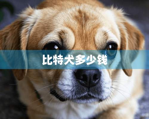 比特犬多少钱