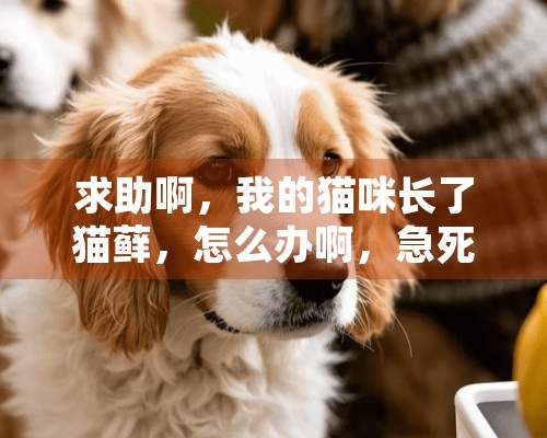 求助啊，我的猫咪长了猫藓，怎么办啊，急死我了好担心，我爸爸还说让我扔掉，决不！