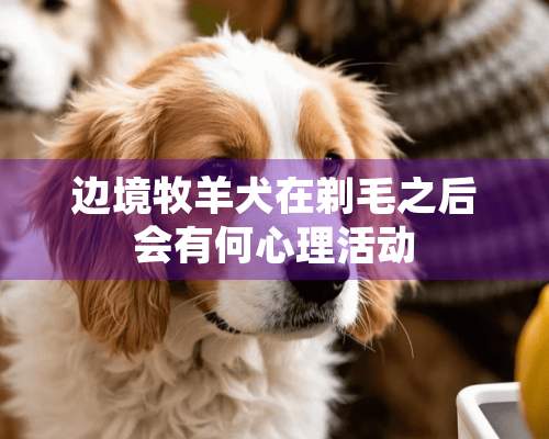 边境牧羊犬在剃毛之后会有何心理活动