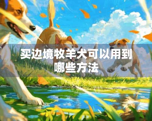 买边境牧羊犬可以用到哪些方法