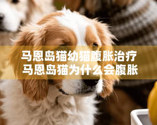 马恩岛猫幼猫腹胀治疗 马恩岛猫为什么会腹胀