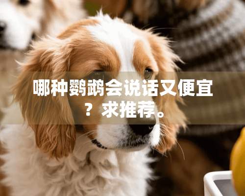 哪种鹦鹉会说话又便宜？求推荐。