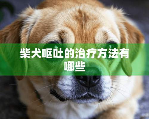 柴犬呕吐的治疗方法有哪些