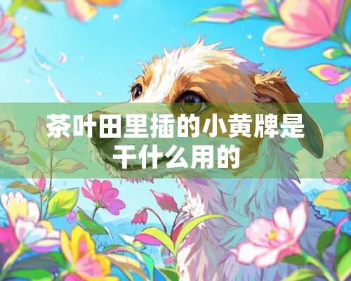 茶叶田里插的小黄牌是干什么用的