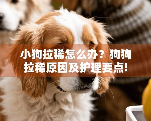 小狗拉稀怎么办？狗狗拉稀原因及护理要点!