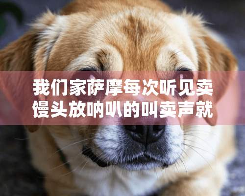 我们家萨摩每次听见卖馒头放呐叭的叫卖声就会跟着发出狼嚎声，是怎么回事啊？