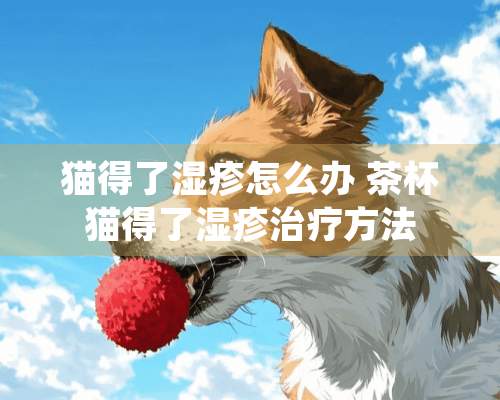 猫得了湿疹怎么办 茶杯猫得了湿疹治疗方法