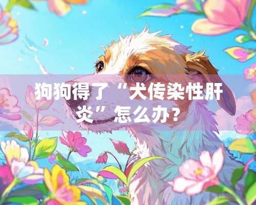 狗狗得了“犬传染性肝炎”怎么办？