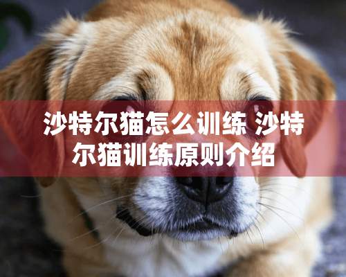 沙特尔猫怎么训练 沙特尔猫训练原则介绍