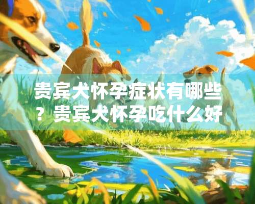 贵宾犬怀孕症状有哪些？贵宾犬怀孕吃什么好？