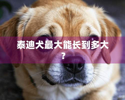 泰迪犬最大能长到多大？