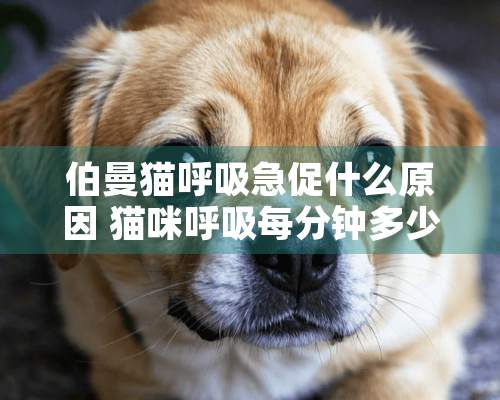 伯曼猫呼吸急促什么原因 猫咪呼吸每分钟多少次