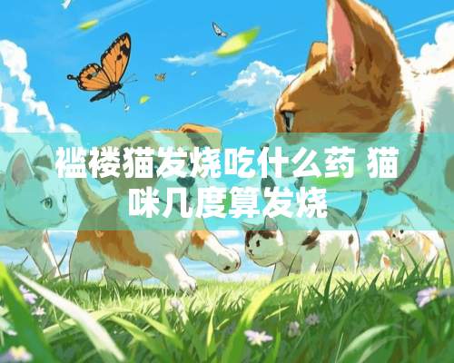 褴褛猫发烧吃什么药 猫咪几度算发烧