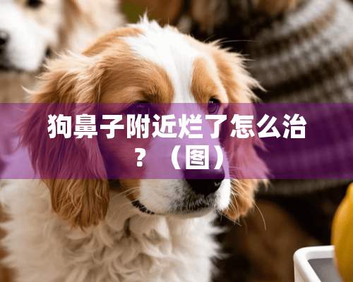 狗鼻子附近烂了怎么治？（图）