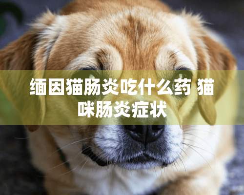 缅因猫肠炎吃什么药 猫咪肠炎症状