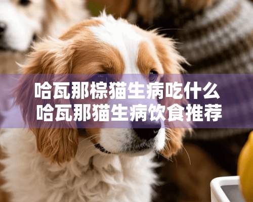 哈瓦那棕猫生病吃什么 哈瓦那猫生病饮食推荐