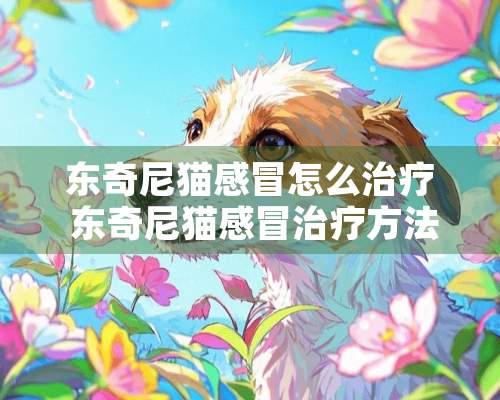 东奇尼猫感冒怎么治疗 东奇尼猫感冒治疗方法