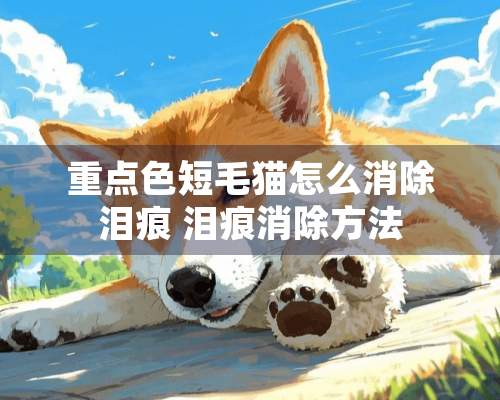 重**短毛猫怎么消除泪痕 泪痕消除方法