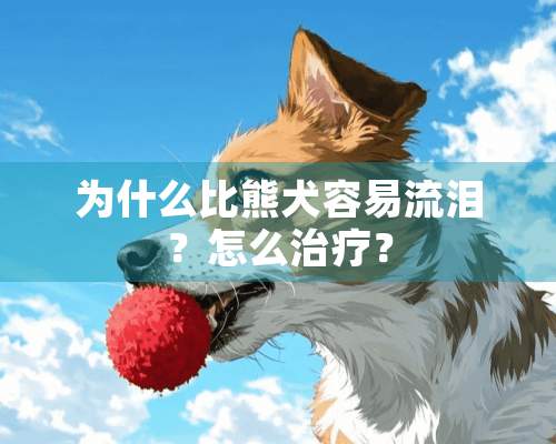 为什么比熊犬容易流泪？怎么治疗？