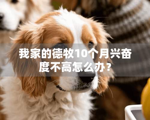 我家的德牧10个月兴奋度不高怎么办？