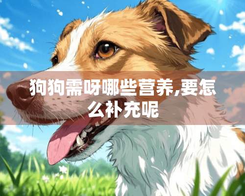 狗狗需呀哪些营养,要怎么补充呢