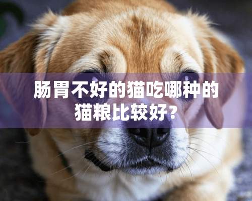 肠胃不好的猫吃哪种的猫粮比较好？