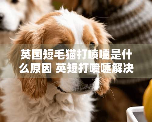 英国短毛猫打喷嚏是什么原因 英短打喷嚏解决方法