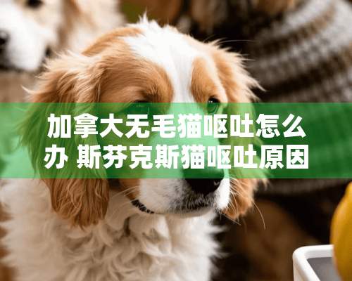 加拿大**猫呕吐怎么办 斯芬克斯猫呕吐原因