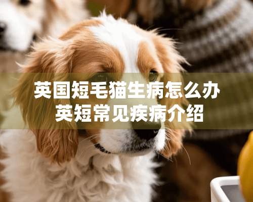 英国短毛猫生病怎么办 英短常见疾病介绍