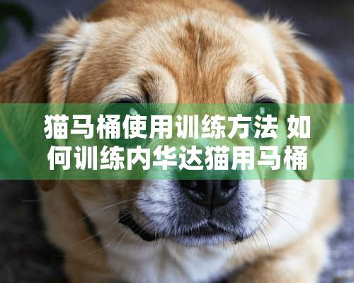 猫马桶使用训练方法 如何训练内华达猫用马桶