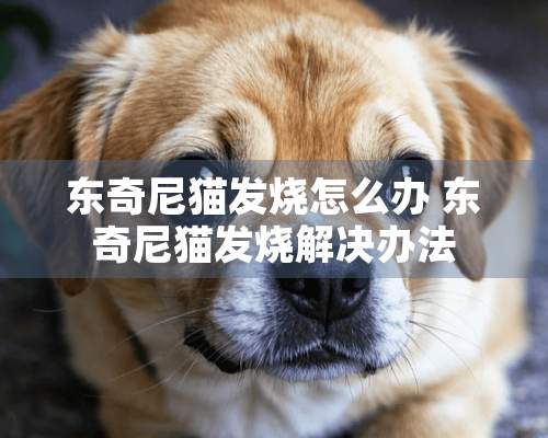 东奇尼猫发烧怎么办 东奇尼猫发烧解决办法