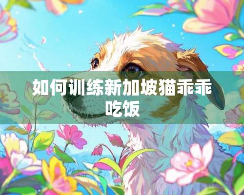 如何训练新加坡猫乖乖吃饭