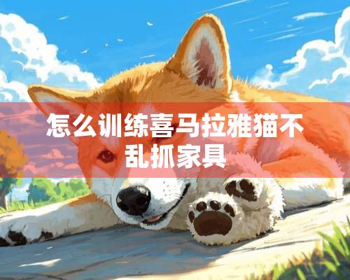 怎么训练喜马拉雅猫不乱抓家具