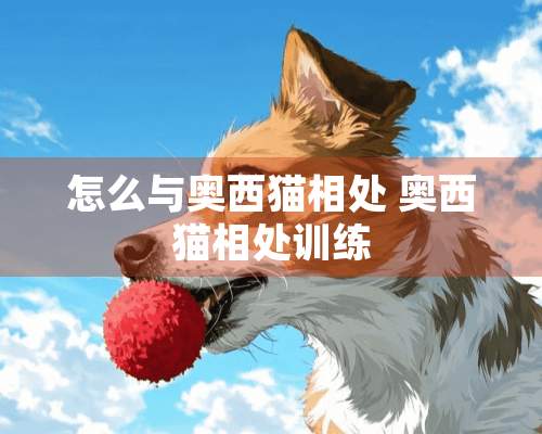 怎么与奥西猫相处 奥西猫相处训练