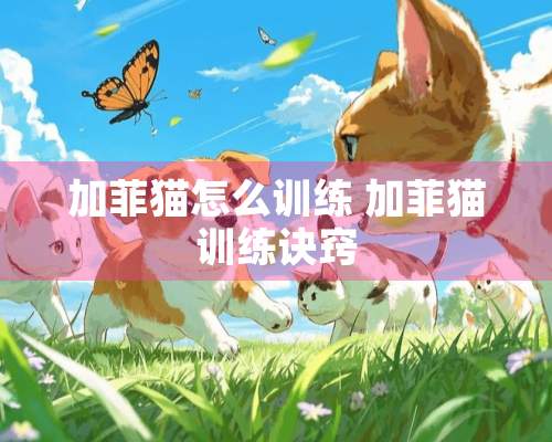 加菲猫怎么训练 加菲猫训练诀窍