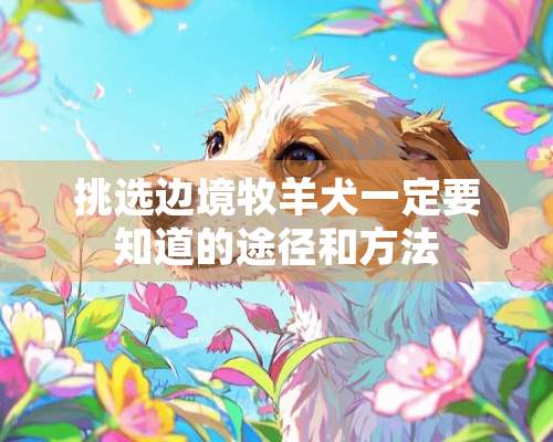 挑选边境牧羊犬一定要知道的途径和方法