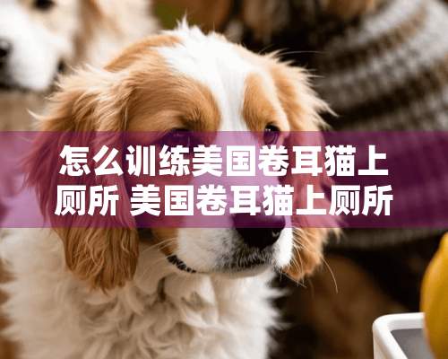 怎么训练美国卷耳猫上厕所 美国卷耳猫上厕所训练