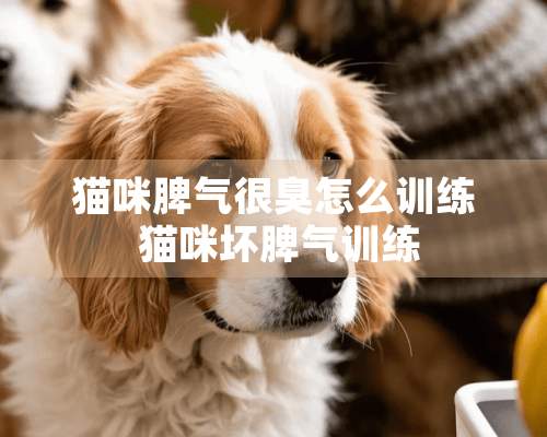 猫咪脾气很臭怎么训练 猫咪坏脾气训练