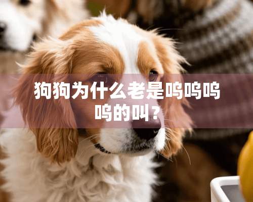 狗狗为什么老是呜呜呜呜的叫？