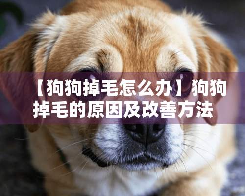 【狗狗掉毛怎么办】狗狗掉毛的原因及改善方法