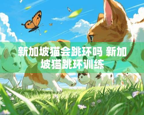 新加坡猫会跳环吗 新加坡猫跳环训练