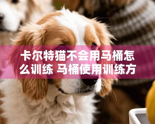 卡尔特猫不会用马桶怎么训练 马桶使用训练方法