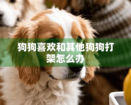 狗狗喜欢和其他狗狗打架怎么办