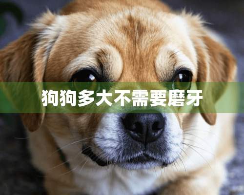 狗狗多大不需要磨牙