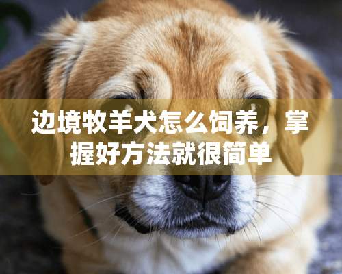 边境牧羊犬怎么饲养，掌握好方法就很简单